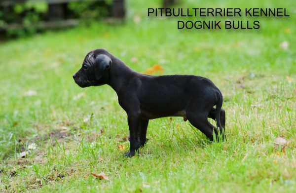 Dognik Bulls pitbull kennel puppies for sale 2025