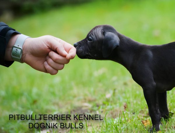 Dognik Bulls pitbull kennel puppies for sale 2025
