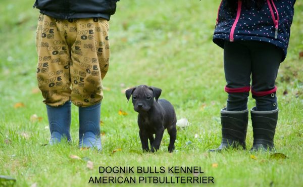 Dognik Bulls pitbull kennel puppies for sale 2025
