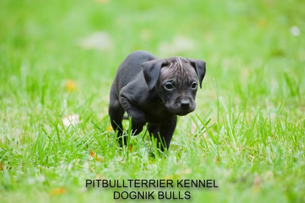 Dognik Bulls pitbull kennel puppies for sale 2025