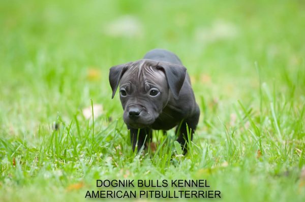 Dognik Bulls pitbull kennel puppies for sale 2025