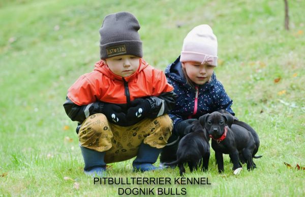 Pitbullterrier puppy Dognik Bulls kennel and children