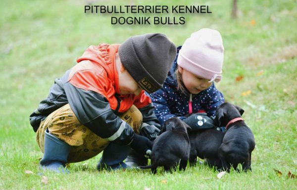 Pitbullterrier puppy Dognik Bulls kennel and children