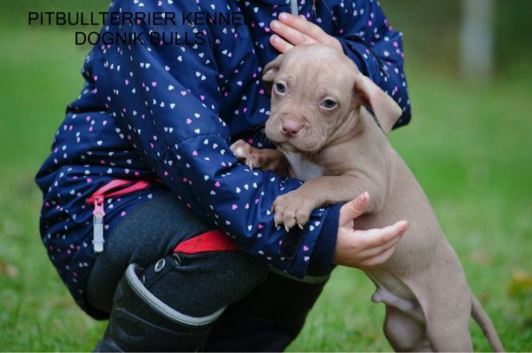 Pitbullterrier puppy Dognik Bulls kennel and children