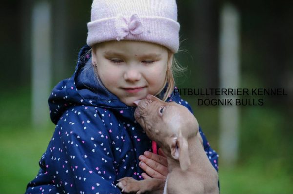 Pitbullterrier puppy Dognik Bulls kennel and children