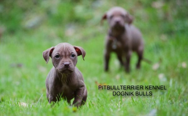 Dognik Bulls pitbull kennel puppies for sale 2025