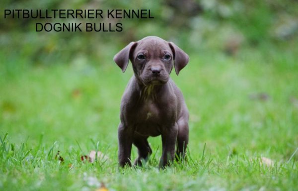 Dognik Bulls pitbull kennel puppies for sale 2025