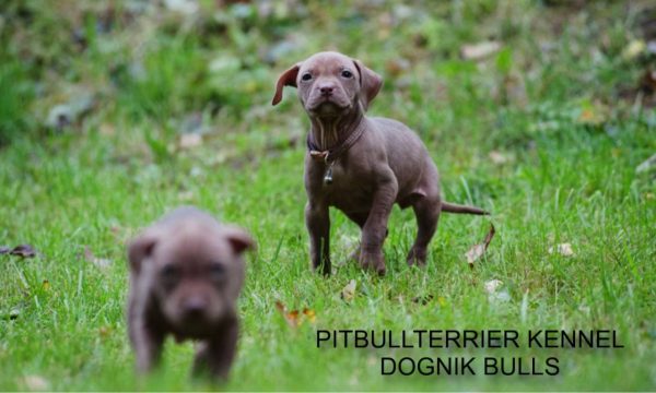 Dognik Bulls pitbull kennel puppies for sale 2025