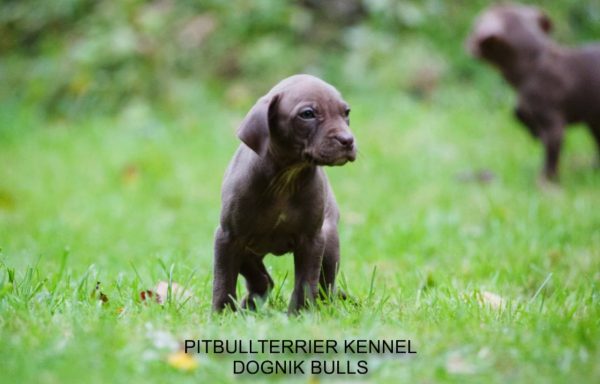 Dognik Bulls pitbull kennel puppies for sale 2025