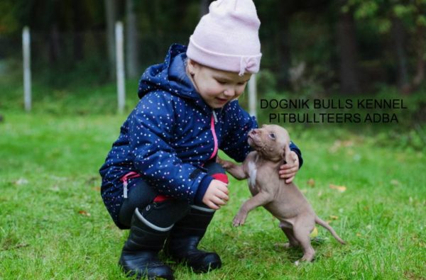 Pitbullterrier puppy Dognik Bulls kennel and children