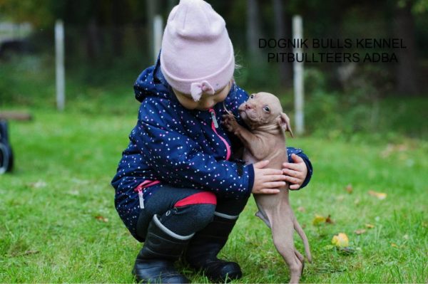 Pitbullterrier puppy Dognik Bulls kennel and children