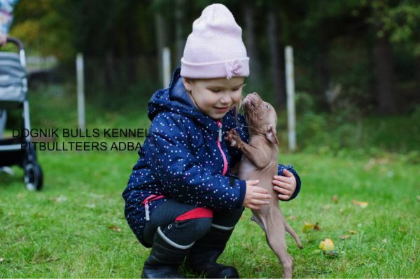 Pitbullterrier puppy Dognik Bulls kennel and children