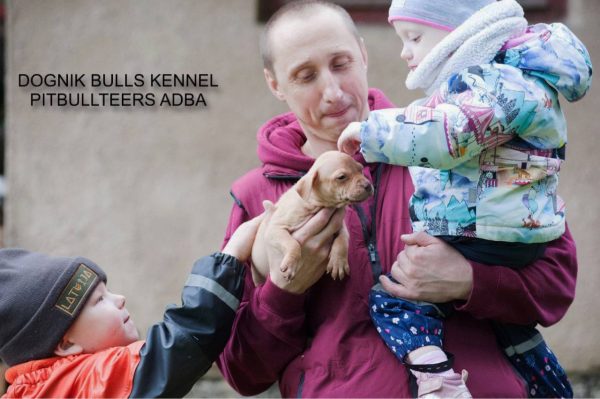 Pitbullterrier puppy Dognik Bulls kennel and children