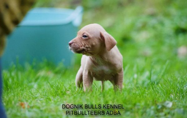 Dognik Bulls pitbull kennel puppies for sale 2025