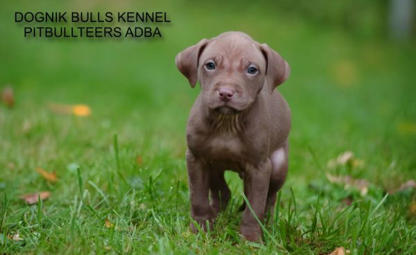 Dognik Bulls pitbull kennel puppies for sale 2025