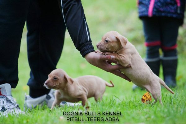 Dognik Bulls pitbull kennel puppies for sale 2025