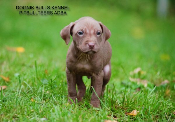 Dognik Bulls pitbull kennel puppies for sale 2025