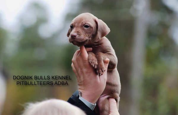 Dognik Bulls pitbull kennel puppies for sale 2025