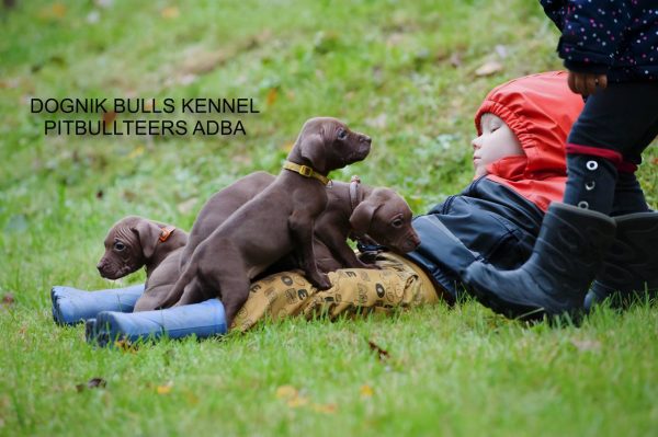 Dognik Bulls chocolate pitbull puppies for sale