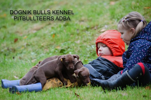 Dognik Bulls chocolate pitbull puppies for sale