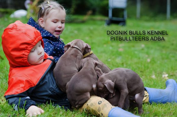 Dognik Bulls chocolate pitbull puppies for sale