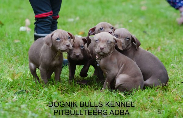 Dognik Bulls chocolate pitbull puppies for sale