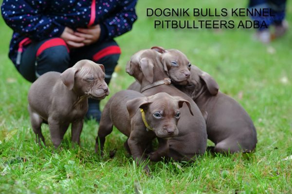Dognik Bulls chocolate pitbull puppies for sale