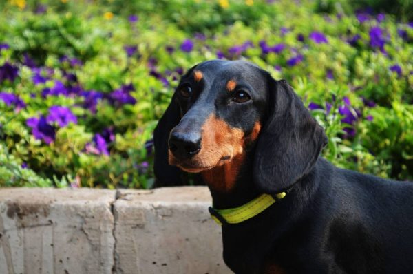 Dogs consultant Veronika Voitovska zoopsychology cynology