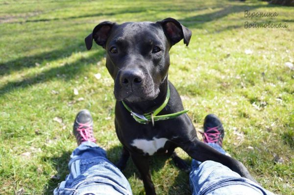 Dogs consultant Veronika Voitovska zoopsychology cynology