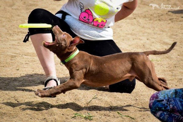 Dogs consultant Veronika Voitovska zoopsychology cynology