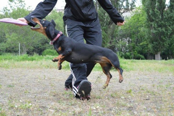 Dogs consultant Veronika Voitovska zoopsychology cynology