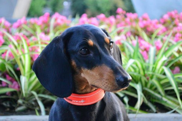 Dogs consultant Veronika Voitovska zoopsychology cynology