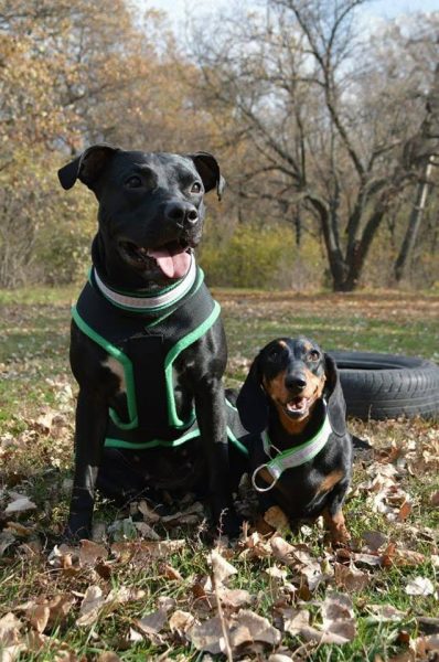 Dogs consultant Veronika Voitovska zoopsychology cynology