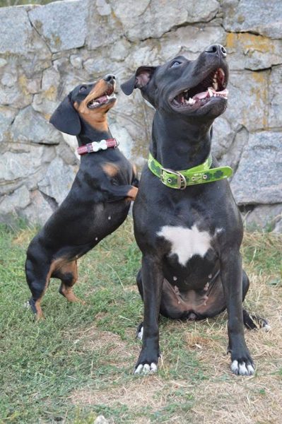 Dogs consultant Veronika Voitovska zoopsychology cynology