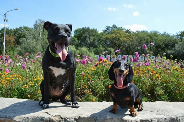 Dogs consultant Veronika Voitovska zoopsychology cynology