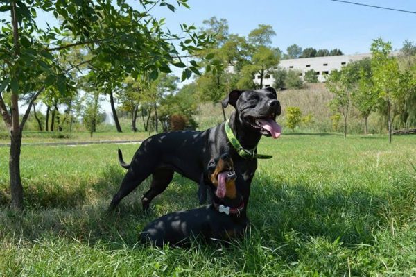 Dogs consultant Veronika Voitovska zoopsychology cynology