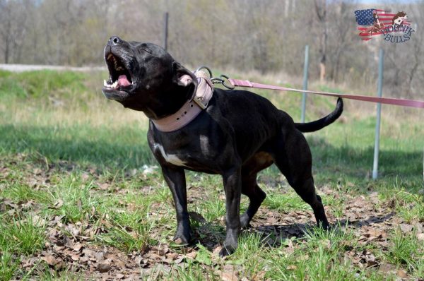 Dogs consultant Veronika Voitovska zoopsychology cynology