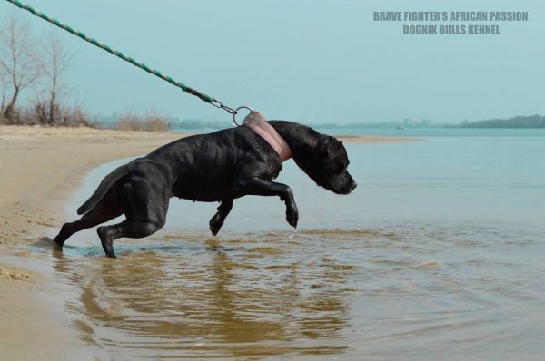 Dogs consultant Veronika Voitovska zoopsychology cynology