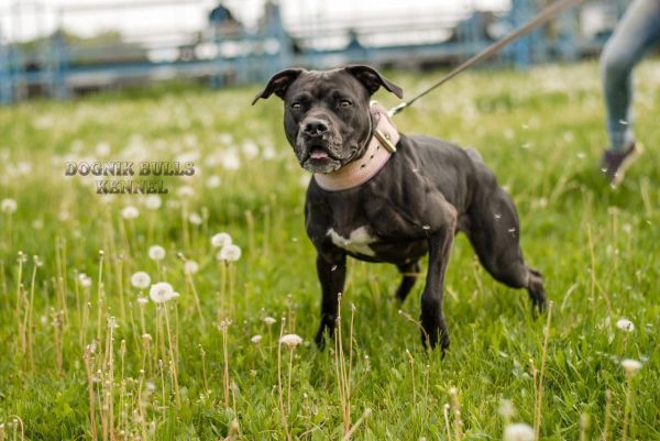 Dogs consultant Veronika Voitovska zoopsychology cynology