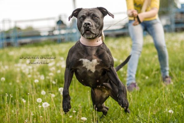 Dogs consultant Veronika Voitovska zoopsychology cynology