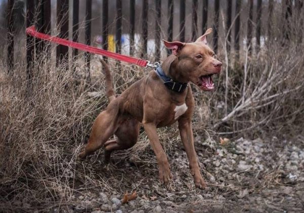 Dogs consultant Veronika Voitovska zoopsychology cynology