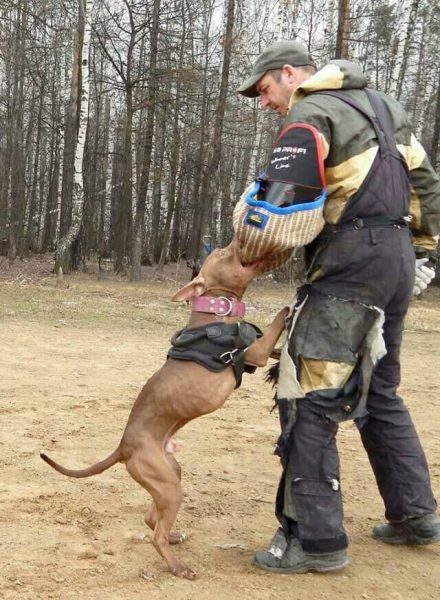 Dogs consultant Veronika Voitovska zoopsychology cynology