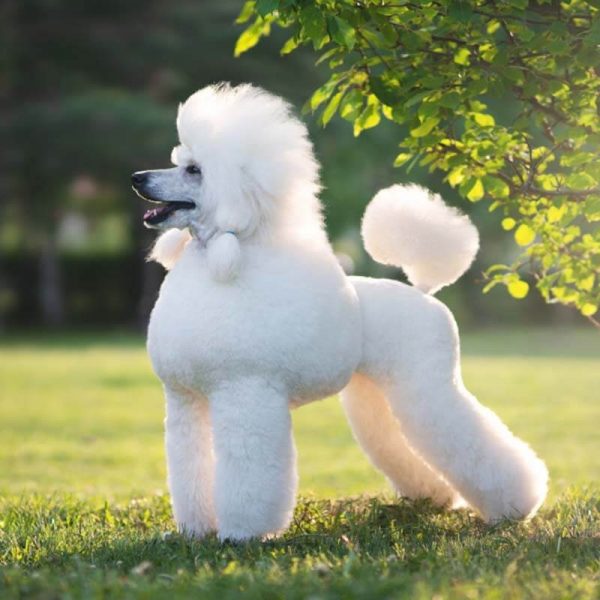 poodle zoopsychology online