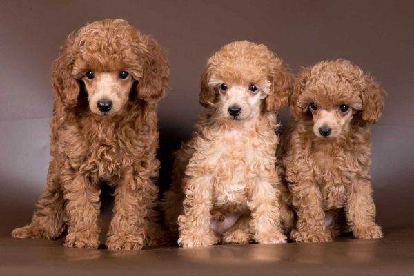 poodle zoopsychology online