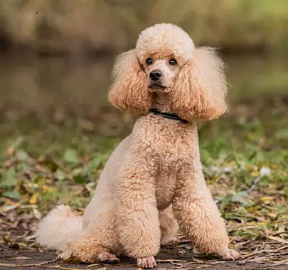 poodle zoopsychology online