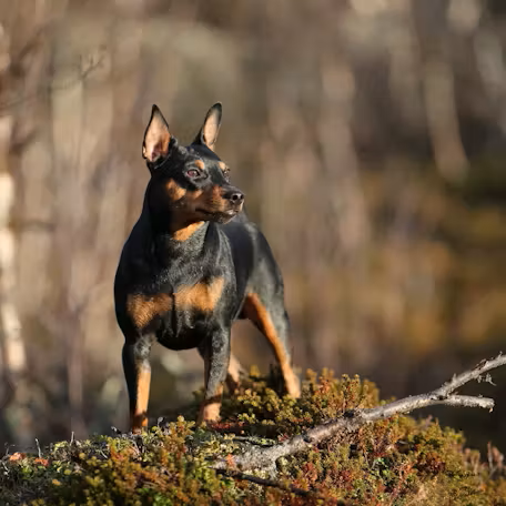 zvergpincher agressiya zoopsycholog, зоопсихолог для грессивного цвергпинчера