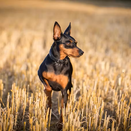 zvergpincher agressiya zoopsycholog, зоопсихолог для грессивного цвергпинчера